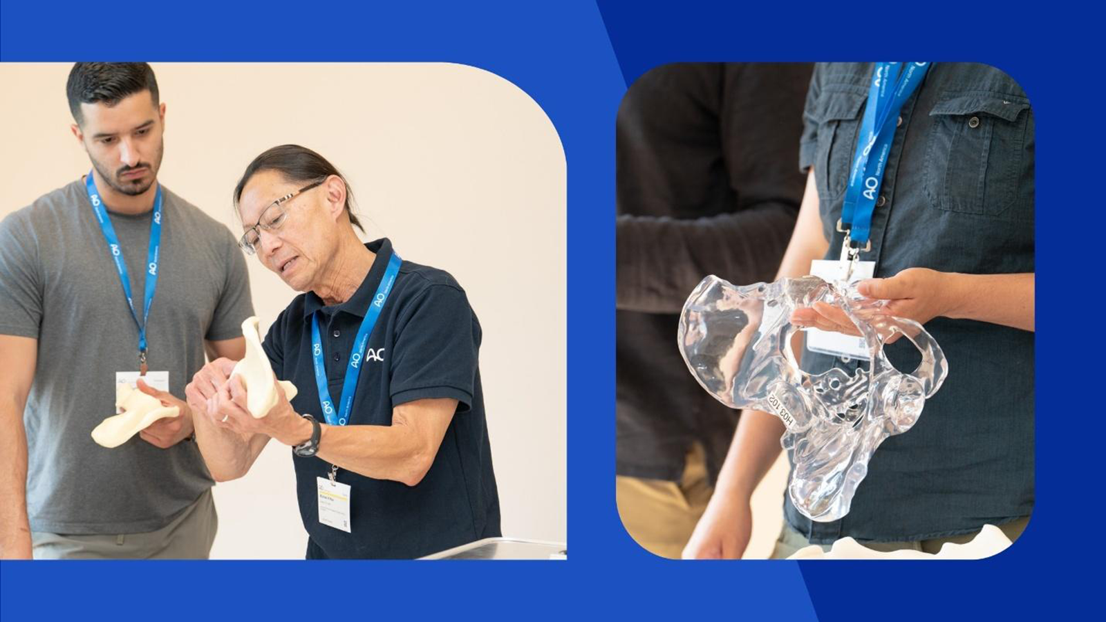 Two images side by side, one of two people in AO lanyards examining a bone model, and the second of a person holding a transparent model of the pelvis.