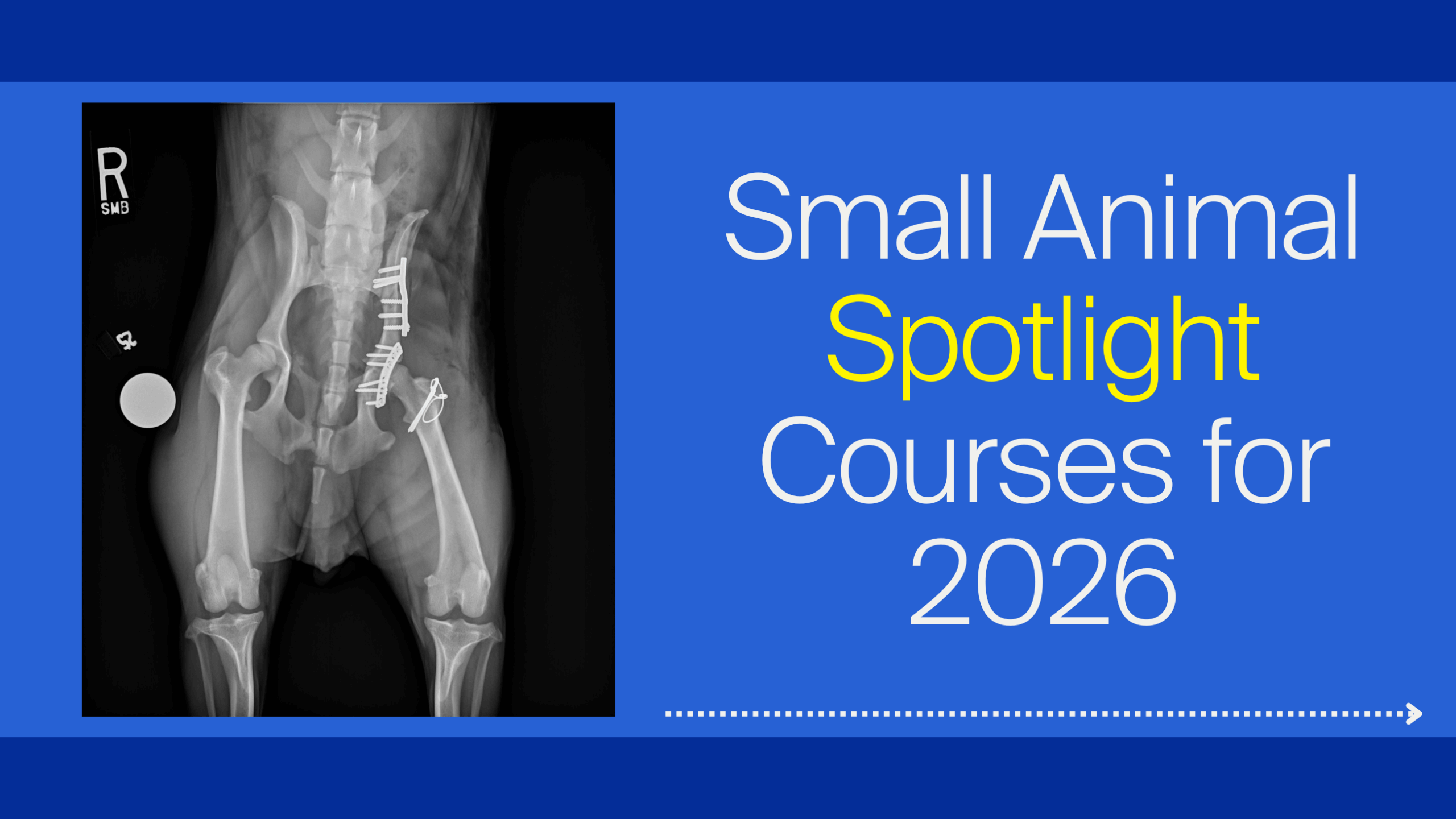 small animal surgery courses