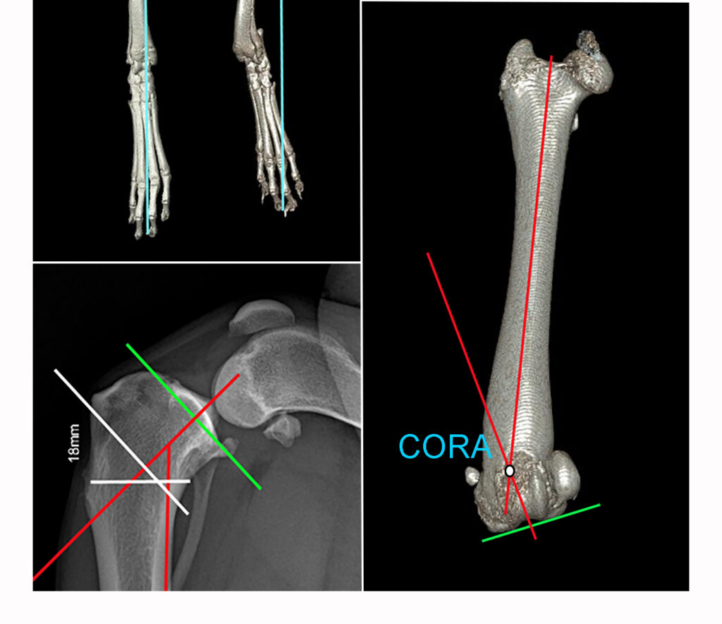 AO VET NA pelvic limb alignment